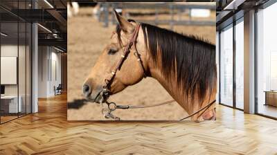 close up of horse Wall mural