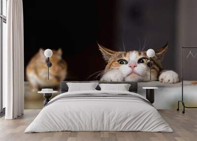 Cat playing with little gerbil mouse on thetable Wall mural