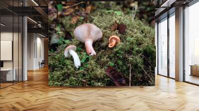 Flat forest mushrooms composition of coral milky cap, saffron milk , russula on a moss Wall mural