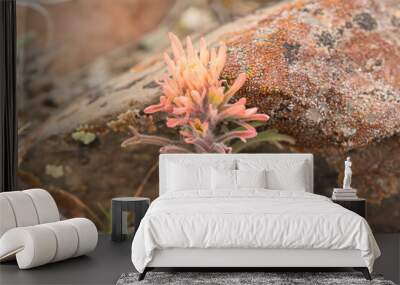 Salmon-colored Paintbrush Flower II Wall mural