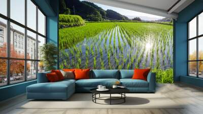 Asian summer farm village, rice paddies and rice seedlings in the sunlight Wall mural