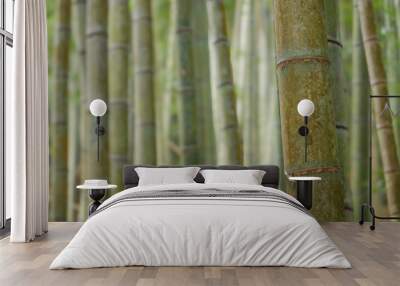 Bamboo forest in Kyoto. Natural green background Wall mural