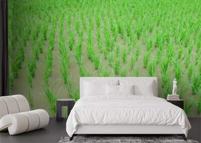 Green rice planted in the fields in summer Wall mural