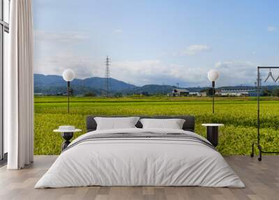 Rice field and blue sky Image of summer Wall mural