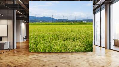 Rice field and blue sky Image of summer Wall mural