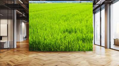 Summer rice field with ears of rice growing Wall mural