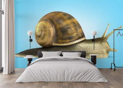 Gsrden snail 3d render on blue gradient Wall mural