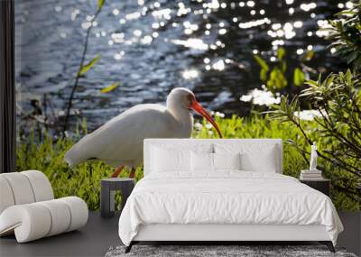 american white ibis (eudocimus albus) in search of food on a nature background Wall mural