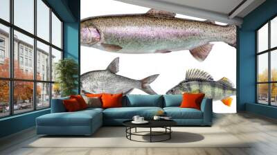 River isolated fish set, perch, bream, rainbow trout Wall mural