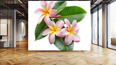 frangipani plumeria flower and leaves  on transparent background. Wall mural