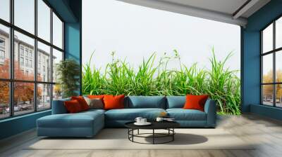 green grass border on white background isolated Wall mural