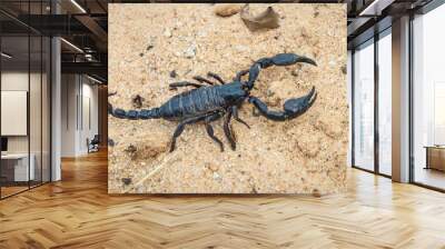 live black scorpion (Emperor Scorpion) Wall mural