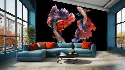 Dual betta fish isolated on black background. ( Mascot double tail ) Ballerina betta fish Wall mural