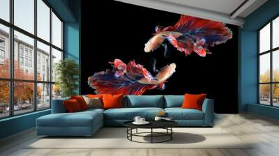 Dual betta fish isolated on black background. ( Mascot double tail ) Ballerina betta fish Wall mural