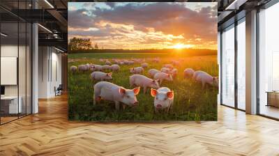 A herd of pink pigs grazing in a field at sunset with a beautiful sky. Wall mural