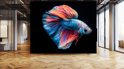 A vibrant Siamese fighting fish with long, flowing fins, isolated on a black background. Wall mural