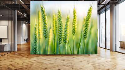 Close-up of green wheat stalks in a field with a blue sky and sunbeams in the background Wall mural