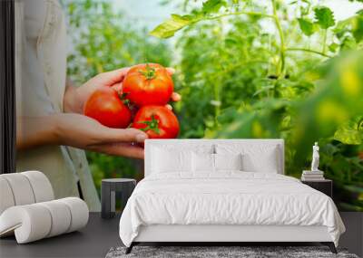 Close up view female farmer holding fresh organic tomatoes Wall mural