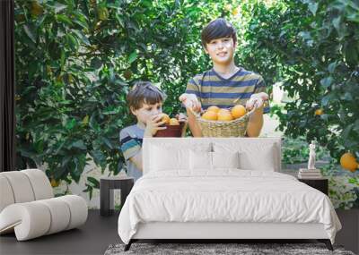 Boys with wicker baskets in their hands pick oranges from a tree. Wall mural