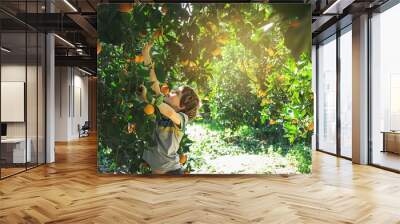 The boy reaches for a branch with bright oranges. Wall mural