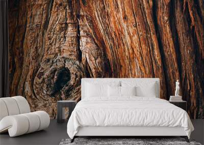 Tree bark texture close up, natural background Wall mural