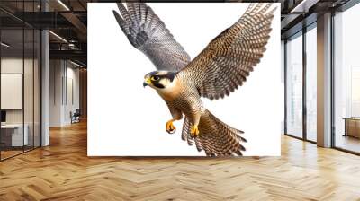 Peregrine Falcon in Flight, Isolated on White. Wall mural