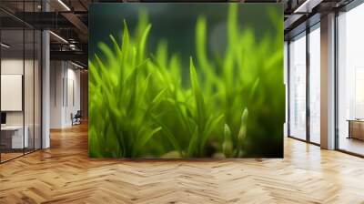 Aquatic plant vallisneria. Green and abundant waterweed with micro flora. Generate AI Wall mural