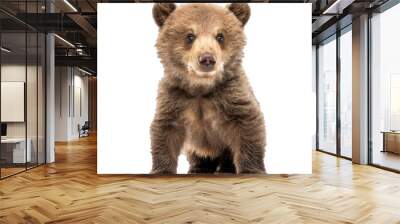 Brown bear cub standing on white background looking forward Wall mural