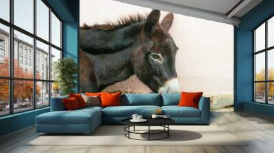 Domestic donkey face close-up. Side view. Equus asinus domestic. Wall mural