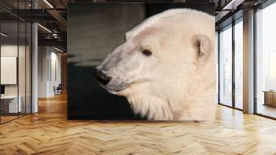 Polar Bear Portrait Wall mural