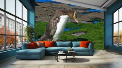 Yellow-eyed Penguin Wall mural