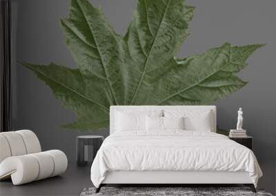 green raw maple leaf on transparent background Wall mural