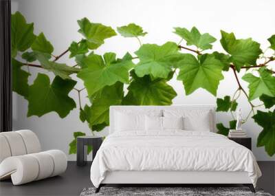 stem grape leaves vine branch climber green leaf transparent background Wall mural