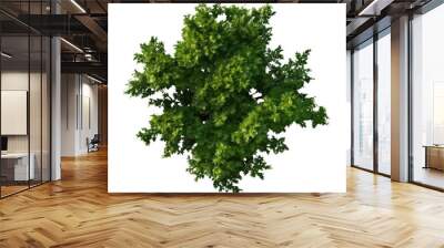 Top view Green Trees Isolated on transparent background Wall mural