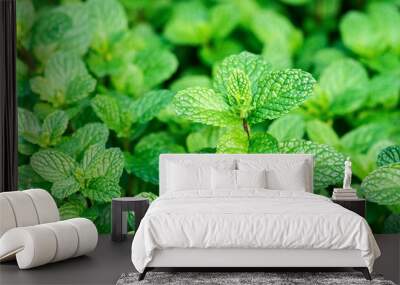 Close up of fresh mints growing in the vegetable garden Wall mural