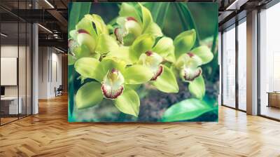 Green yellow color Cymbidium orchid blossom in botanic garden in blue tone Wall mural