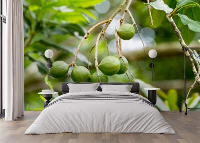 Group of macadamia nuts hanging on its tree in the plantation Wall mural