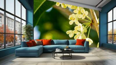 Group of Sweet osmanthus or Sweet olive flowers blossom on its tree welcome to the winter season coming Wall mural