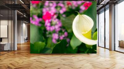 Pearl color of Anthurium flower blooming in botanic garden (Anthurium andraeanum, Araceae or Arum) Wall mural