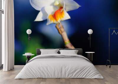 Orchid Wall mural