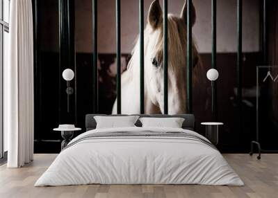 horse in stable Wall mural