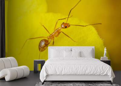 Yellow crazy ant on yellow petal background. Wall mural