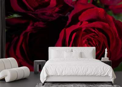 Beautiful red roses Wall mural