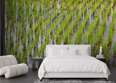 Rice field. Wall mural