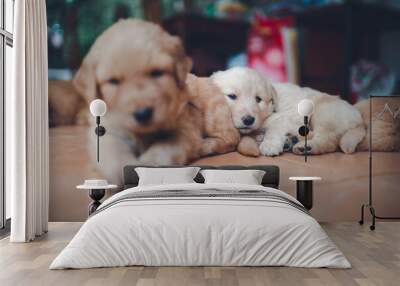 Many Golden puppies were sleeping merry. Wall mural