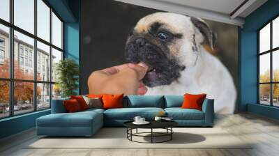 Pug Dog Food Wall mural