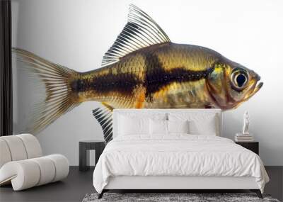 Archer river fish isolated on white background Wall mural