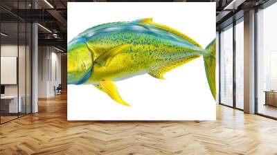 Exotic mahi-mahi fish isolated on white background Wall mural