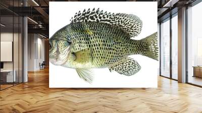 Fishing crappie fish isolated on white background Wall mural