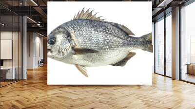 Fresh black bream fish isolated on white background Wall mural